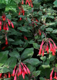 Fuchsia 'Gartenmeister'